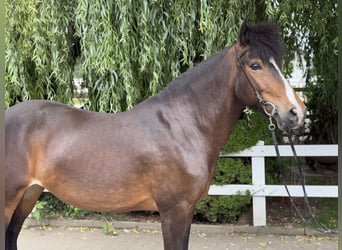 Islandpferd, Stute, 13 Jahre, 146 cm, Brauner