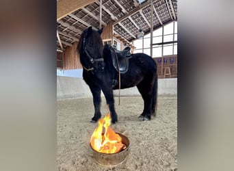 Islandpferd, Stute, 13 Jahre, Rappe