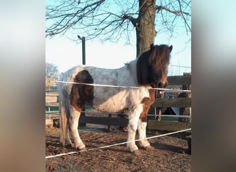 Islandpferd, Stute, 13 Jahre, Schecke