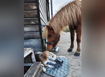 Islandpferd, Stute, 14 Jahre, 134 cm, Fuchs