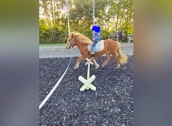 Islandpferd, Stute, 14 Jahre, 134 cm, Fuchs