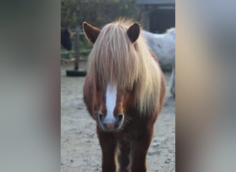 Islandpferd, Stute, 14 Jahre, 134 cm, Fuchs