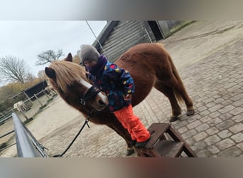 Islandpferd, Stute, 14 Jahre, 134 cm, Fuchs