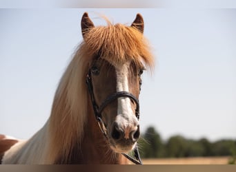 Islandpferd, Stute, 14 Jahre, 135 cm, Tobiano-alle-Farben