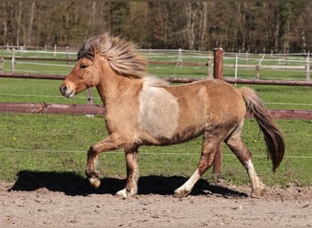 Islandpferd, Stute, 14 Jahre, 136 cm, Schecke