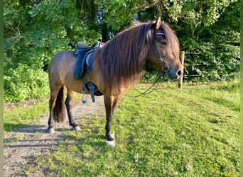 Islandpferd, Stute, 14 Jahre, 137 cm, Brauner