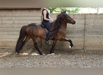 Islandpferd, Stute, 14 Jahre, 137 cm, Brauner