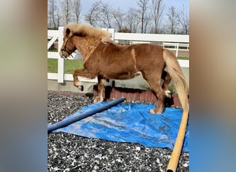 Islandpferd, Stute, 14 Jahre, 137 cm, Fuchs