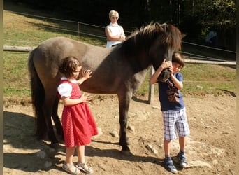 Islandpferd, Stute, 14 Jahre, 137 cm