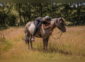 Islandpferd, Stute, 14 Jahre, 137 cm
