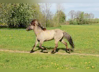 Islandpferd, Stute, 14 Jahre, 137 cm