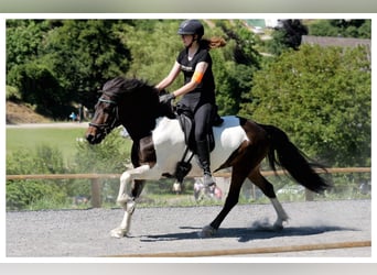 Islandpferd, Stute, 14 Jahre, 137 cm, Schecke