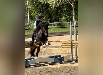 Islandpferd, Stute, 14 Jahre, 137 cm, Schecke