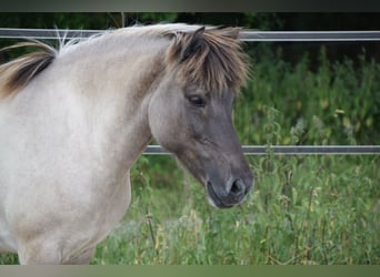 Islandpferd, Stute, 14 Jahre, 138 cm, Falbe