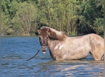 Islandpferd, Stute, 14 Jahre, 138 cm, Falbe