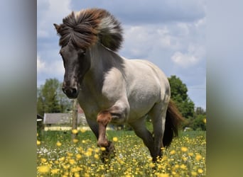 Islandpferd, Stute, 14 Jahre, 138 cm, Falbe