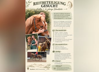 Islandpferd, Stute, 14 Jahre, 138 cm, Fuchs