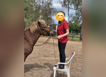 Islandpferd, Stute, 14 Jahre, 138 cm, Fuchs
