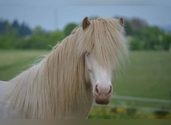 Islandpferd, Stute, 14 Jahre, 138 cm, Perlino