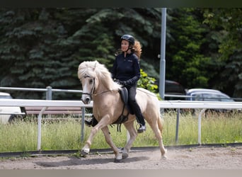Islandpferd, Stute, 14 Jahre, 139 cm, Palomino