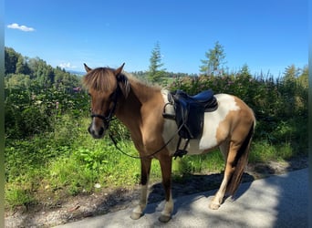 Islandpferd, Stute, 14 Jahre, 140 cm, Schecke