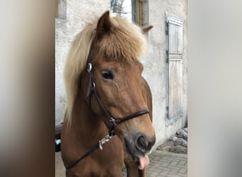 Islandpferd, Stute, 14 Jahre, 142 cm, Fuchs