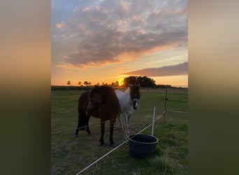 Islandpferd, Stute, 14 Jahre, 142 cm, Schecke