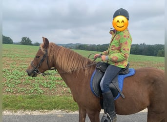 Islandpferd Mix, Stute, 14 Jahre, 143 cm, Fuchs