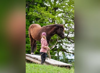 Islandpferd, Stute, 14 Jahre, 143 cm, Rappe