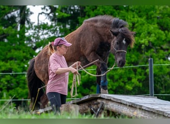 Islandpferd, Stute, 14 Jahre, 143 cm, Rappe