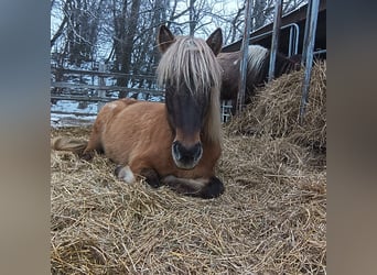 Islandpferd, Stute, 14 Jahre, 145 cm, Falbe