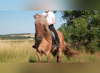 Islandpferd, Stute, 14 Jahre, 145 cm, Falbe
