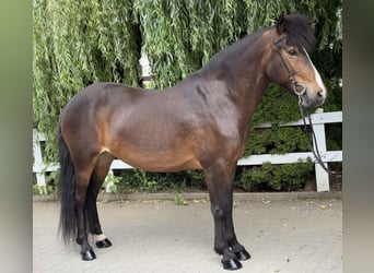 Islandpferd, Stute, 14 Jahre, 146 cm, Brauner