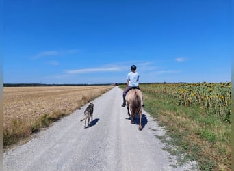 Islandpferd, Stute, 14 Jahre, Falbe