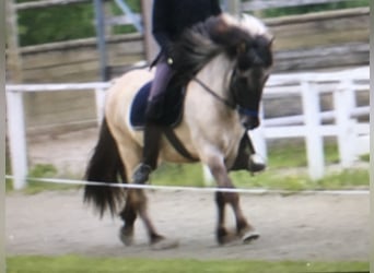 Islandpferd, Stute, 14 Jahre, Falbe