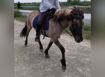 Islandpferd, Stute, 14 Jahre, Falbe
