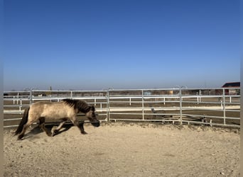 Islandpferd, Stute, 14 Jahre, Falbe