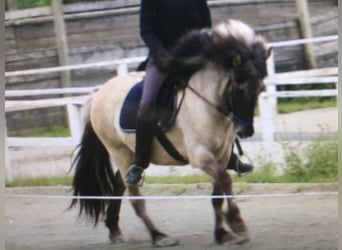 Islandpferd, Stute, 14 Jahre, Falbe