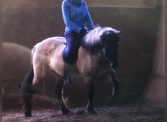 Islandpferd, Stute, 14 Jahre, Falbe