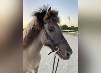 Islandpferd, Stute, 14 Jahre, Falbe