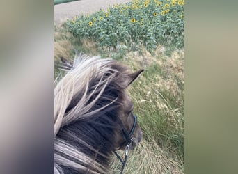 Islandpferd, Stute, 14 Jahre, Falbe