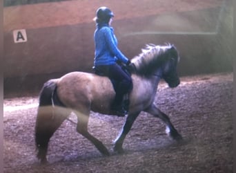Islandpferd, Stute, 14 Jahre, Falbe
