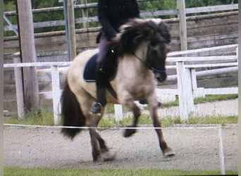 Islandpferd, Stute, 14 Jahre, Falbe