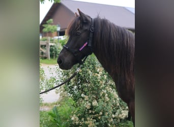 Islandpferd, Stute, 14 Jahre, Rappe