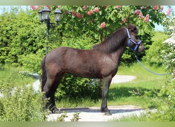 Islandpferd, Stute, 14 Jahre, Rappe