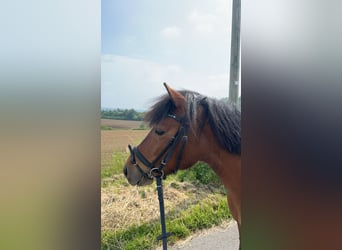 Islandpferd Mix, Stute, 15 Jahre, 133 cm, Brauner