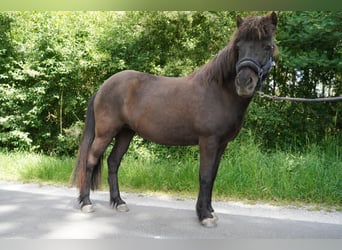 Islandpferd, Stute, 15 Jahre, 133 cm, Dunkelbrauner