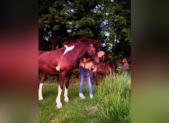 Islandpferd, Stute, 15 Jahre, 133 cm, Schecke