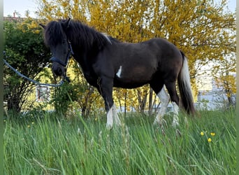 Islandpferd, Stute, 15 Jahre, 133 cm, Schecke