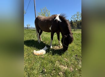 Islandpferd, Stute, 15 Jahre, 133 cm, Schecke